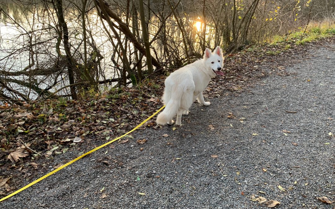 Bin wieder mit dem Hund im Wald